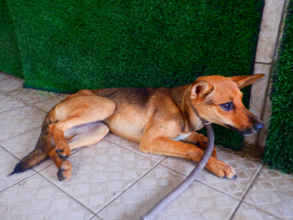 南投縣待認養狗 混種犬