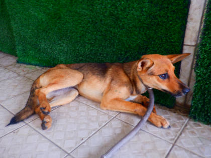 南投縣待認養狗｜混種犬｜黑黃色｜母