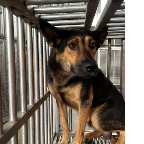 澎湖縣待認養狗 混種犬