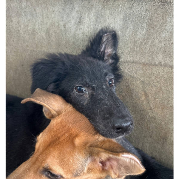 澎湖縣待認養狗 混種犬