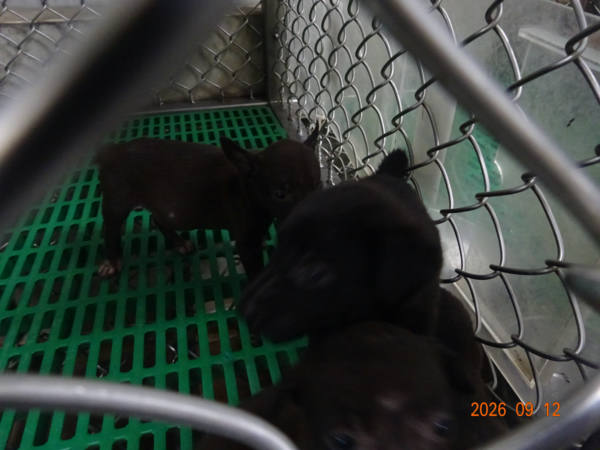 台東縣待認養狗 混種犬
