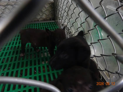 台東縣待認養狗｜混種犬｜黑色｜母