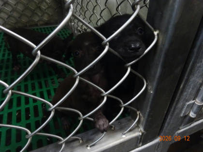 台東縣待認養狗｜混種犬｜黑色｜母