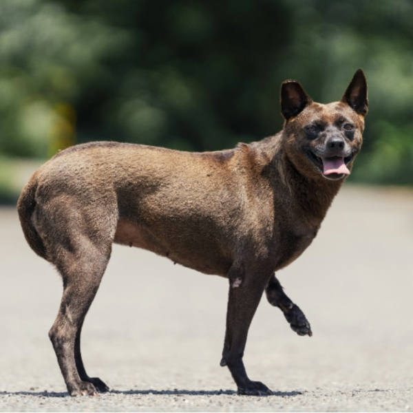 新北市待認養狗 混種犬