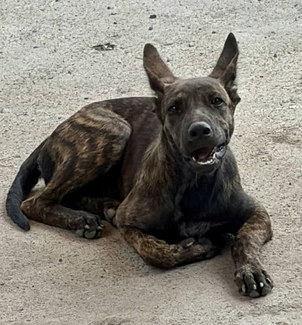 彰化縣待認養狗 混種犬