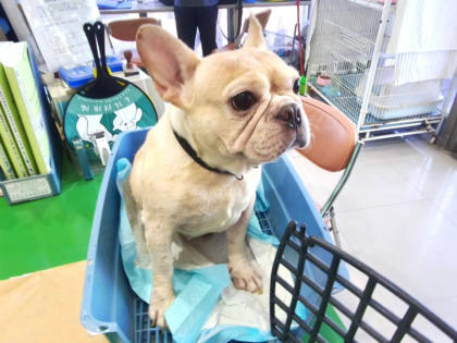 高雄市待認養狗｜法國鬥牛犬｜黃色｜母