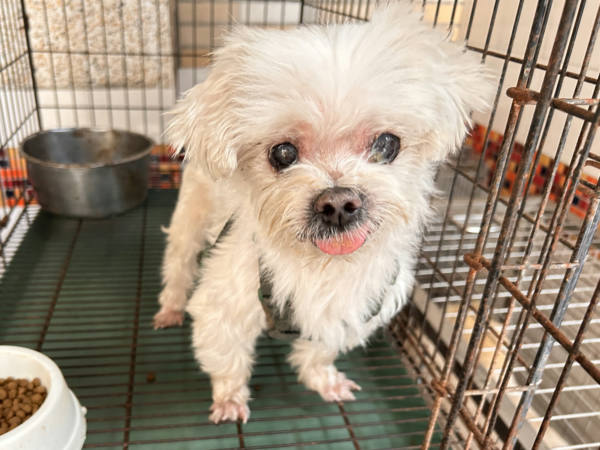 高雄市待認養狗 瑪爾濟斯犬