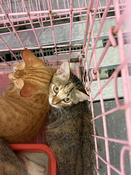 台東縣待認養貓｜混種貓｜黑灰色｜母