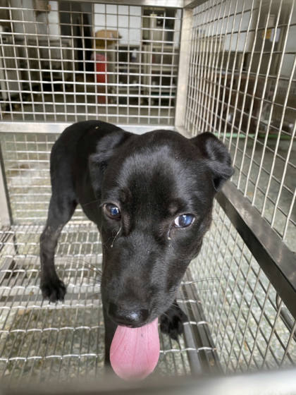 台南市待認養狗｜混種犬｜黑色｜母
