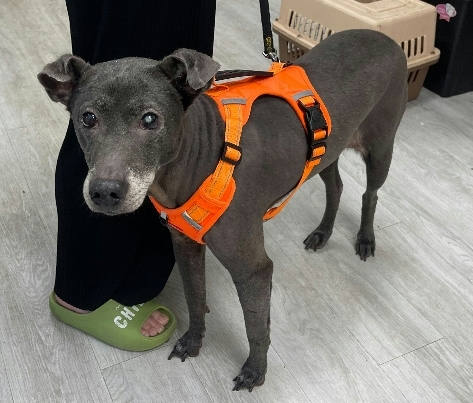 新北市待認養狗 混種犬