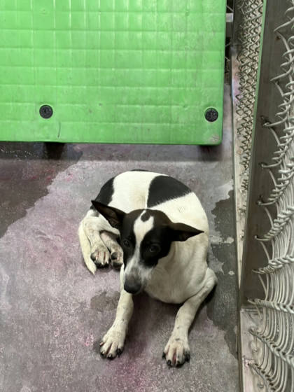 台東縣待認養狗｜混種犬｜黑白色｜公