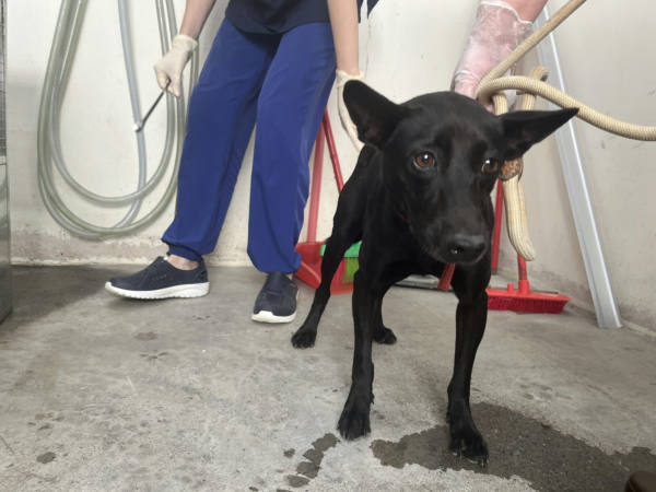 台北市待認養狗 混種犬