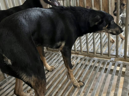 彰化縣待認養狗｜混種犬｜黑黃色｜公
