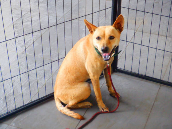 南投縣待認養狗 混種犬