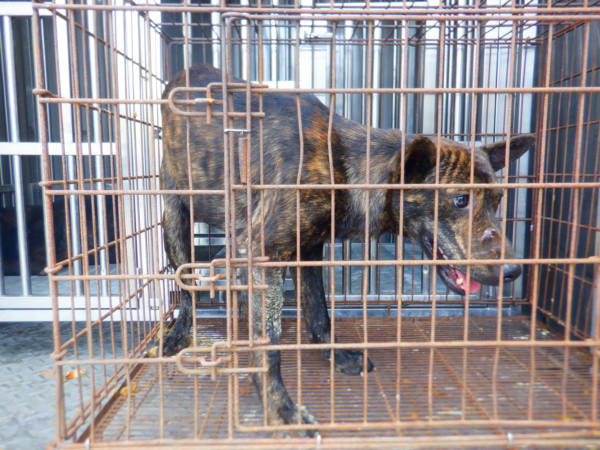 南投縣待認養狗 混種犬