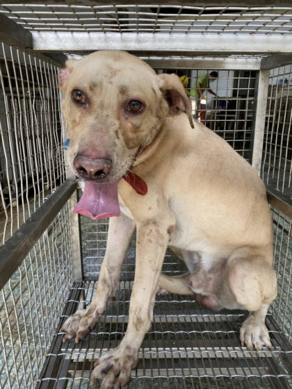 台南市待認養狗｜混種犬｜白色｜公