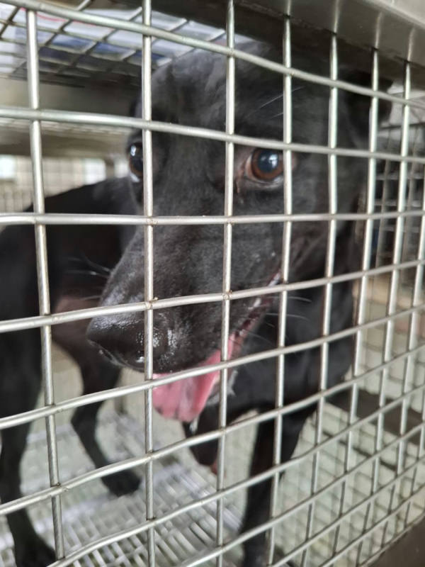 台南市待認養狗 混種犬