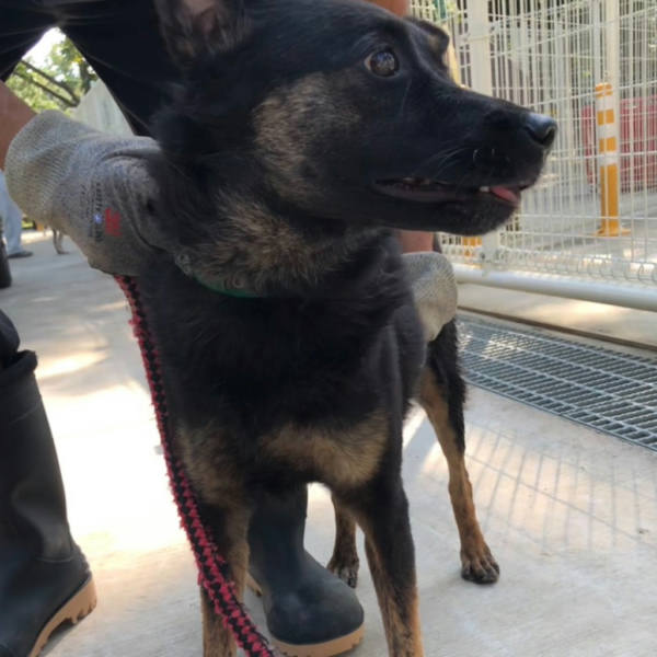 台南市待認養狗 混種犬