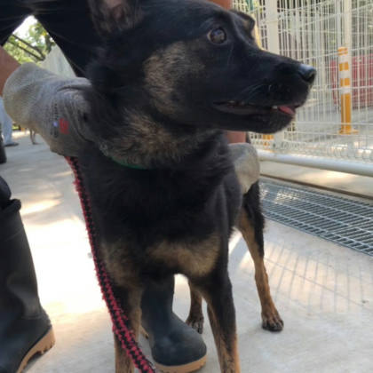 台南市待認養狗｜混種犬｜虎斑色｜公