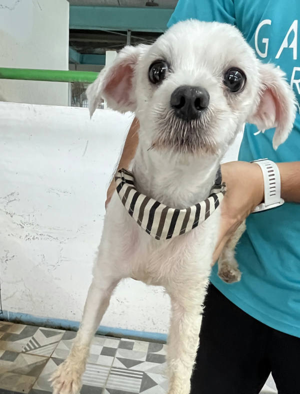 苗栗縣待認養狗 瑪爾濟斯犬