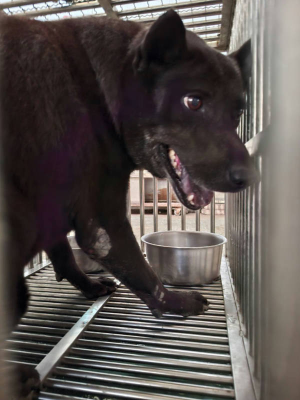 台南市待認養狗 混種犬