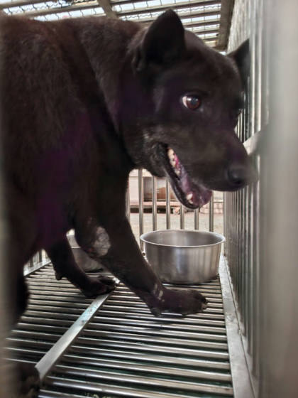 台南市待認養狗｜混種犬｜黑色｜公