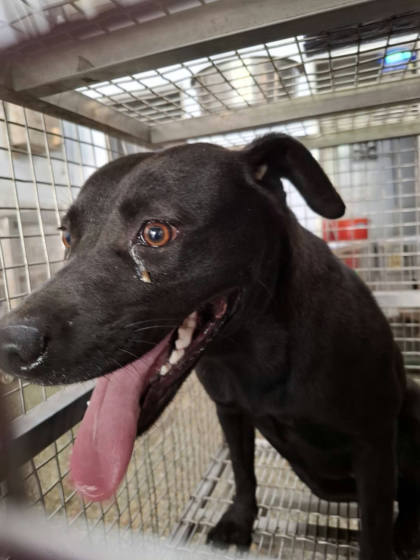 台南市待認養狗｜混種犬｜黑色｜母