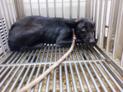 南投縣待認養狗｜混種犬｜黑色｜母