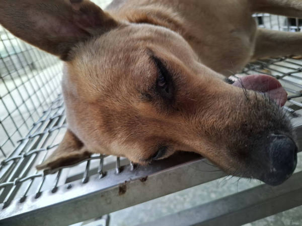 台南市待認養狗 混種犬