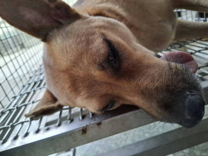 台南市待認養狗｜混種犬｜黃色｜母
