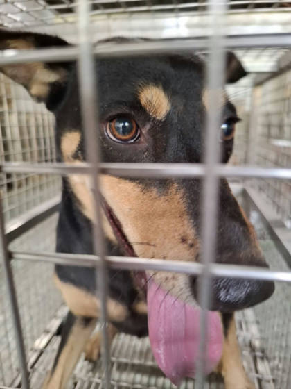 台南市待認養狗｜混種犬｜黑黃色｜母