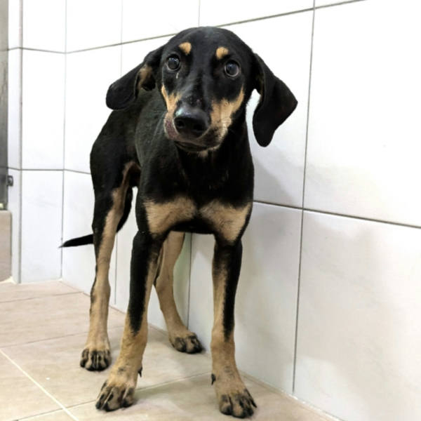 新竹縣待認養狗 混種犬