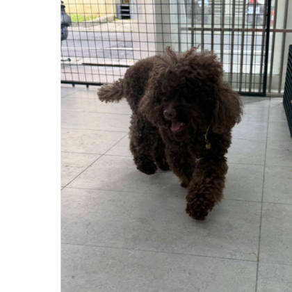 基隆市待認養狗｜貴賓犬｜黑色｜母