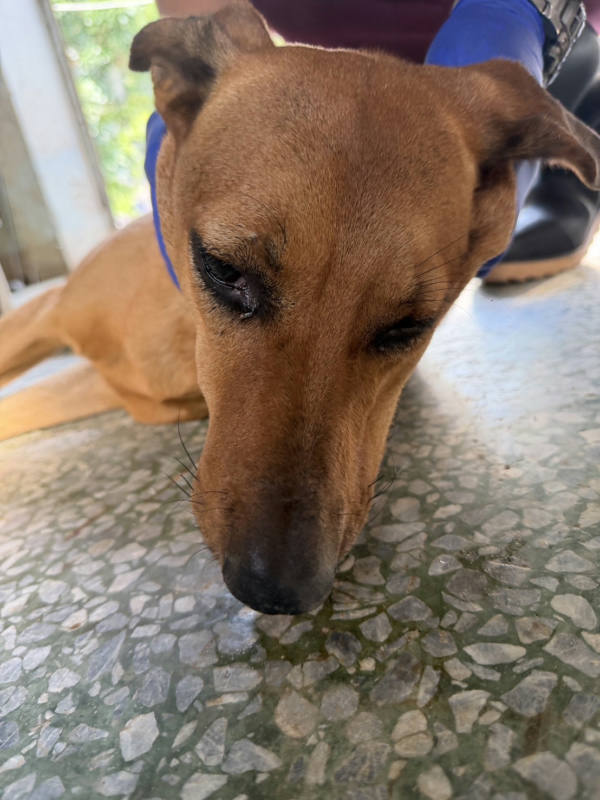 台南市待認養狗 混種犬