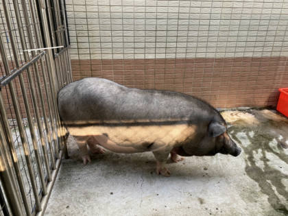 台南市待認養其他｜豬｜黑色｜母