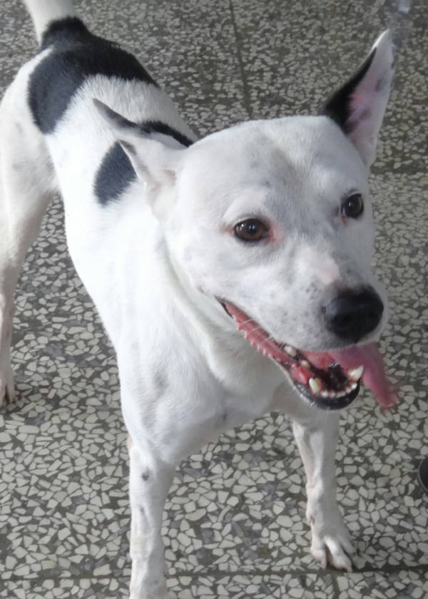 宜蘭縣待認養狗 混種犬