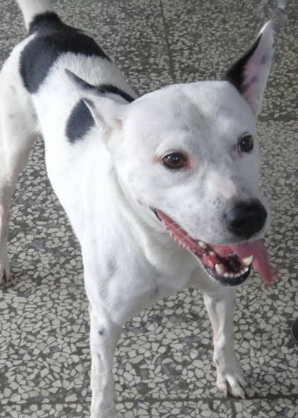 宜蘭縣待認養狗｜混種犬｜黑白色｜公