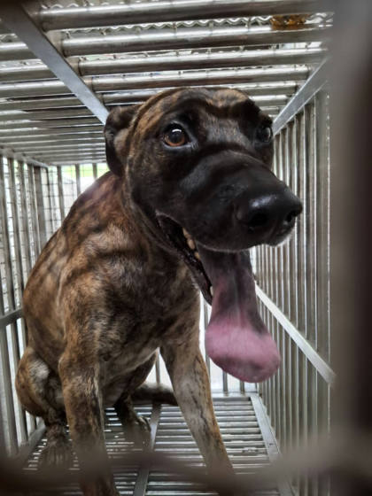 台南市待認養狗｜混種犬｜虎斑色｜公