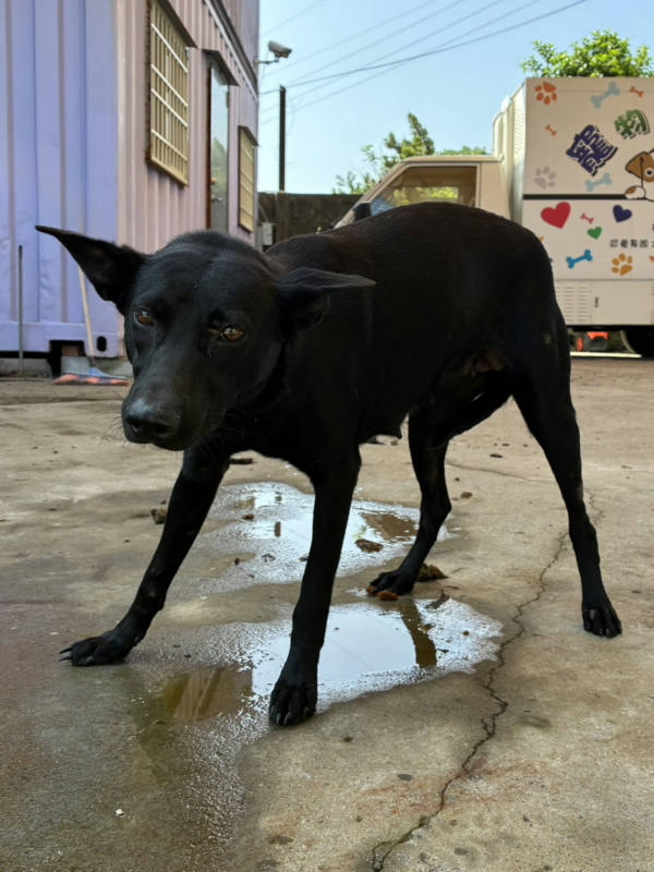 彰化縣待認養狗 混種犬