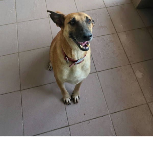 台南市待認養狗 混種犬