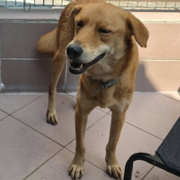 台南市待認養狗 混種犬
