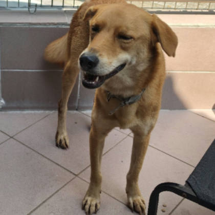 台南市待認養狗｜混種犬｜黃色｜公