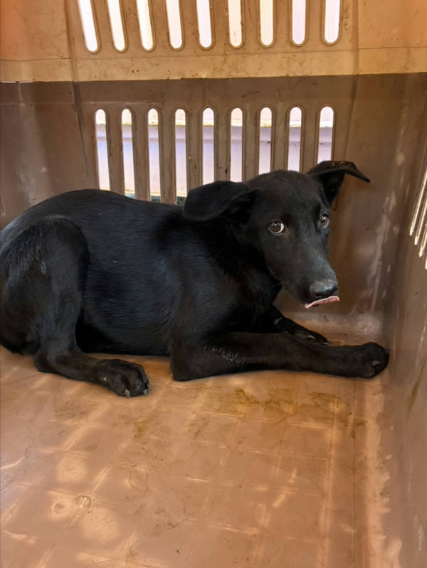 彰化縣待認養狗 混種犬
