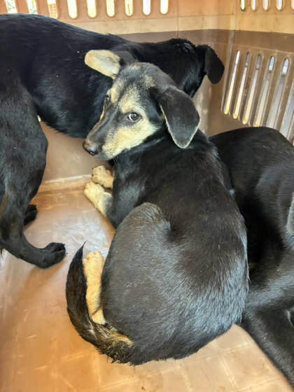 彰化縣待認養狗｜混種犬｜黑黃色｜母