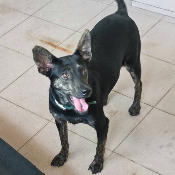 台南市待認養狗 混種犬