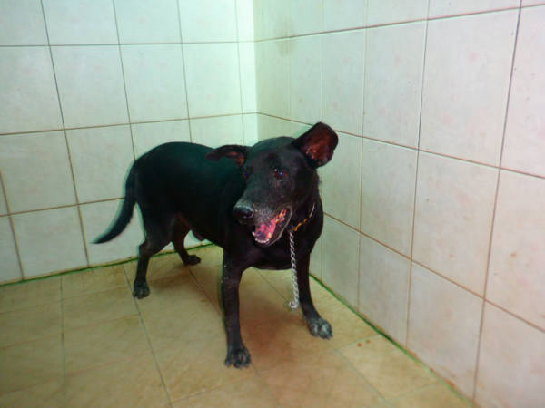 南投縣待認養狗 混種犬