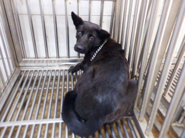 南投縣待認養狗 混種犬