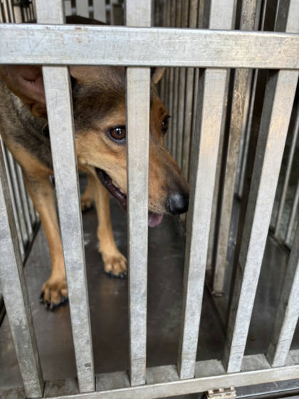 台南市待認養狗｜混種犬｜黑黃色｜公