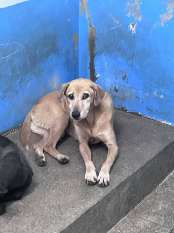 苗栗縣待認養狗 混種犬