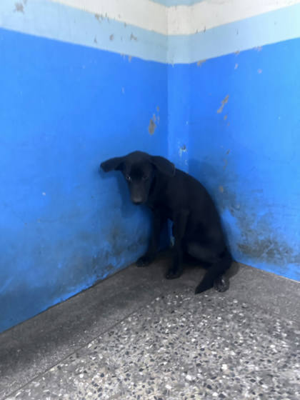 苗栗縣待認養狗｜混種犬｜黑色｜母